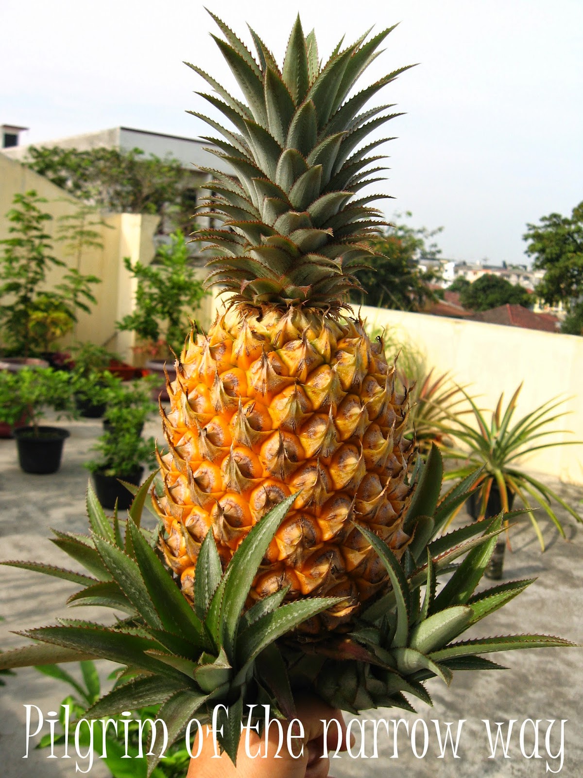 Pilgrim of the Narrow Road Updates of my Pineapple Tree