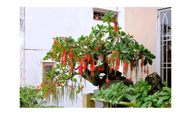 Cho cây Lộc Vừng ra hoa vào dịp tết