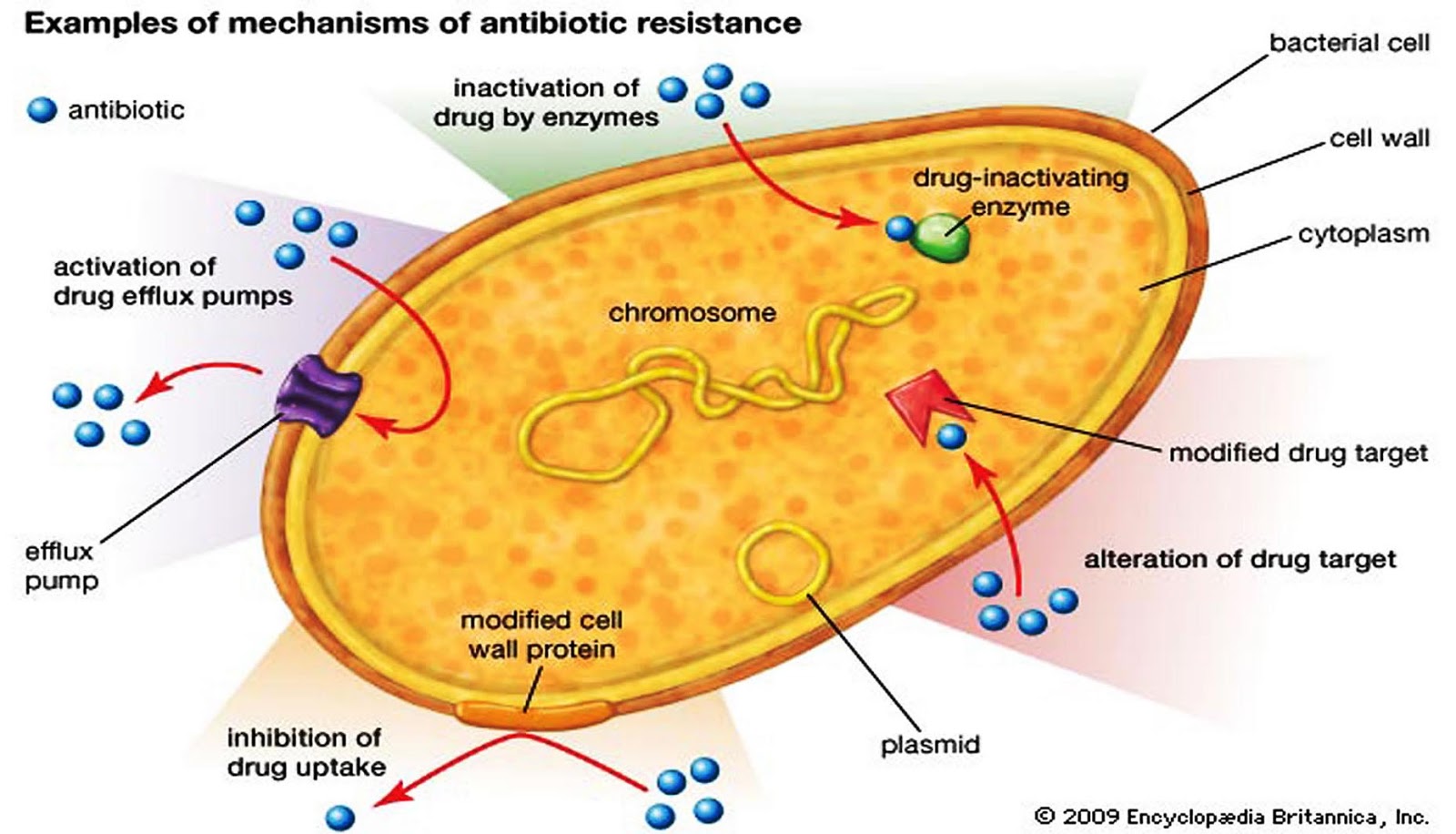 Gambar Mekanisme Resistensi Bakteri terhadap Antibiotik