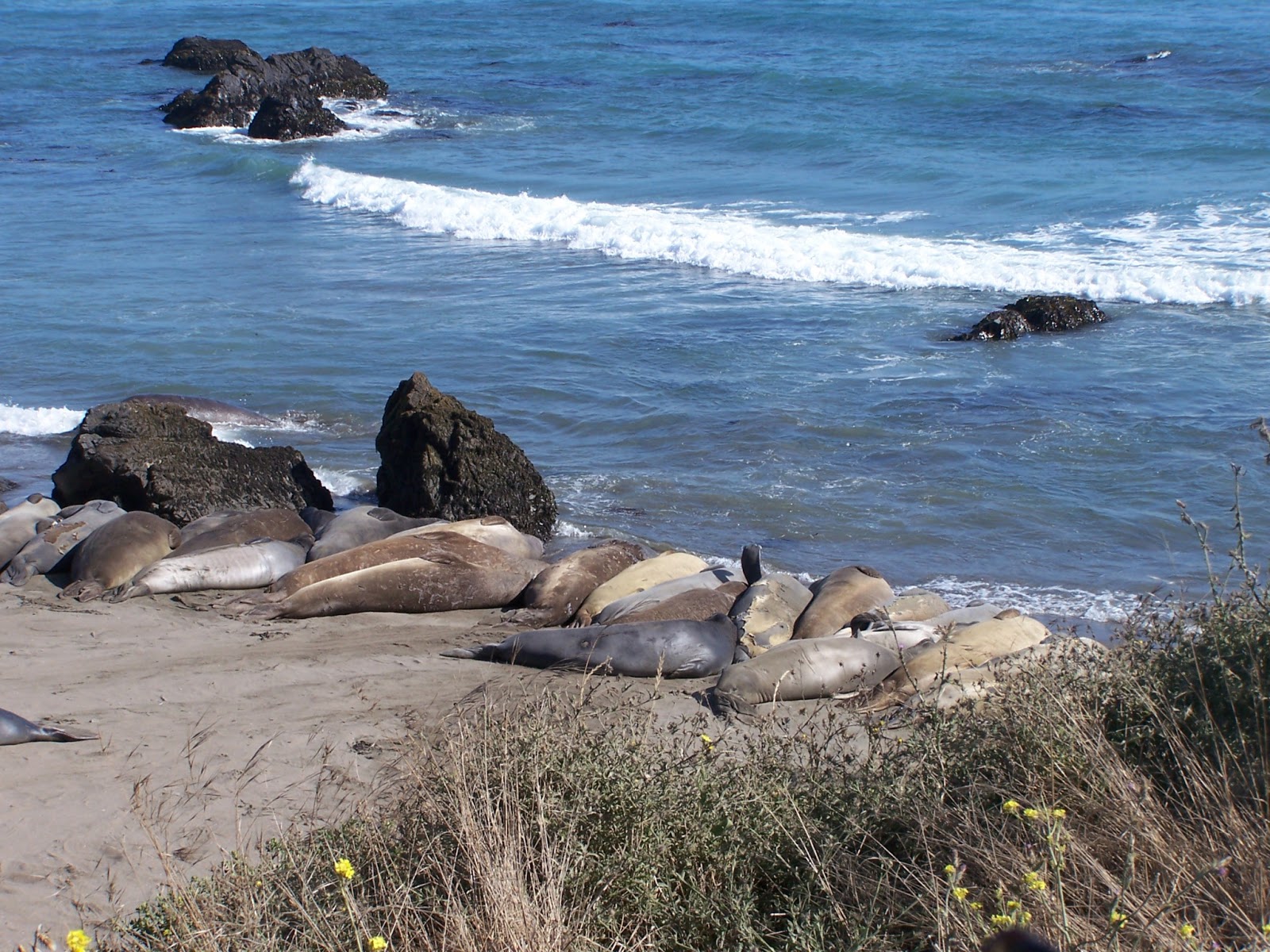 The Natural World Elephants Seals Near Hearst Castle