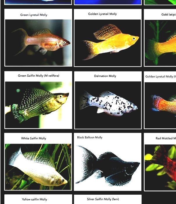 List Of Common Fish Names Fish List