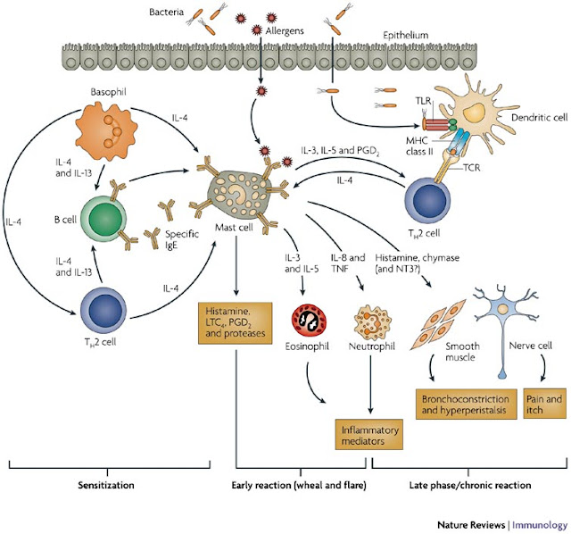 Tenacious PT How Mast Cell Activation Disorder and Histamine
