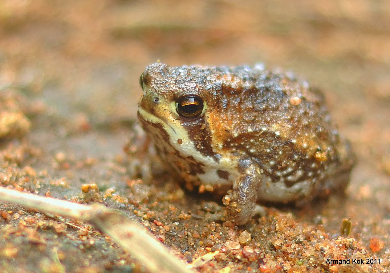 Rana de lluvia del Bushveld (Breviceps adspersus)
