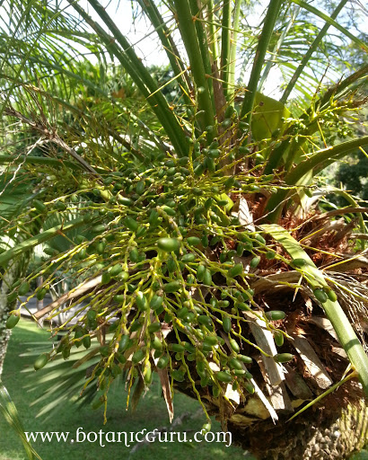 Phoenix roebelenii, Pygmy Date Palm, Dwarf Date Palm fruit
