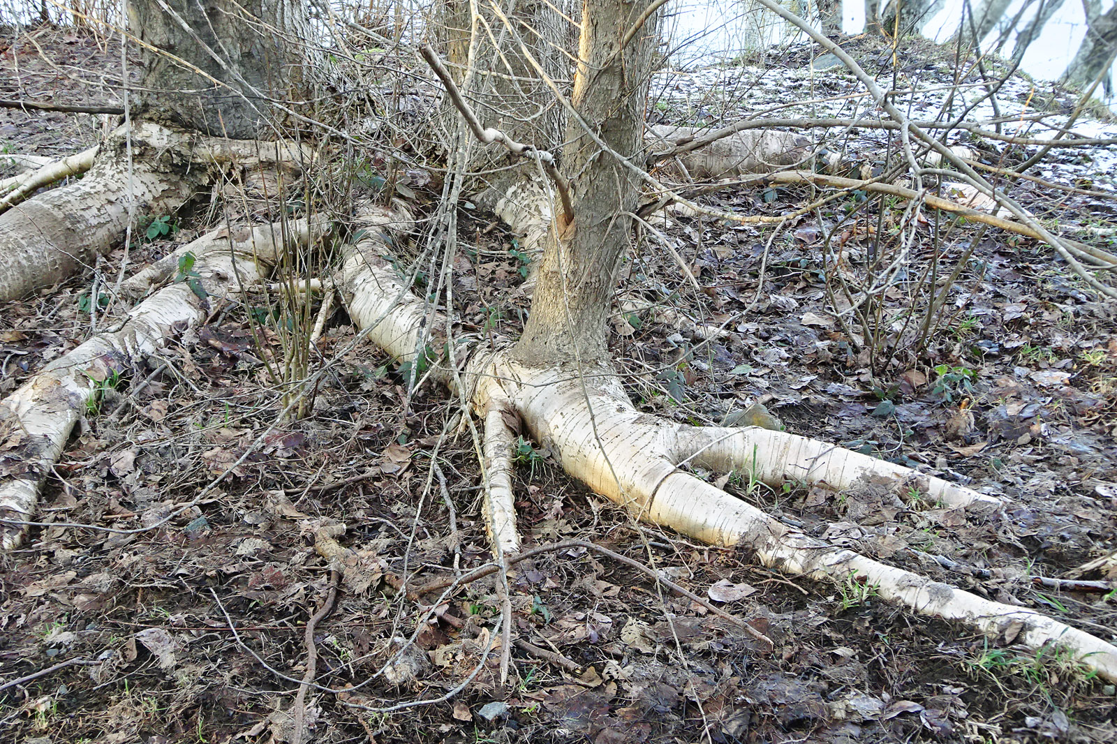 A Body in the Woods 1996 - IMDb