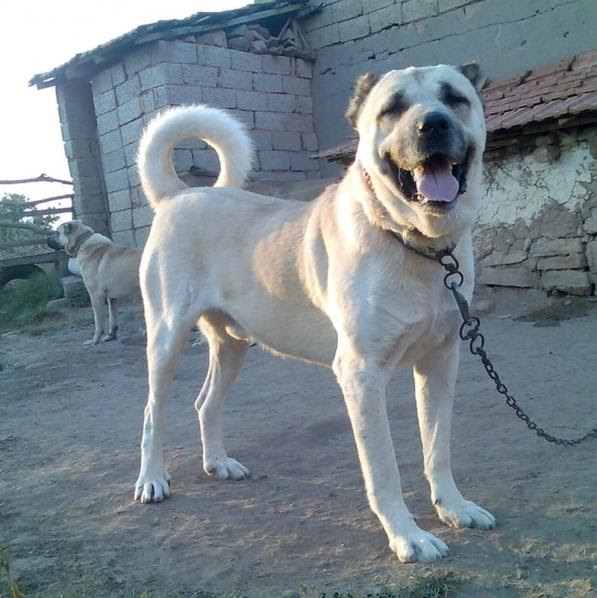 HERÊMA AGIRÎ Navên Kûçikan / Köpek isimleri