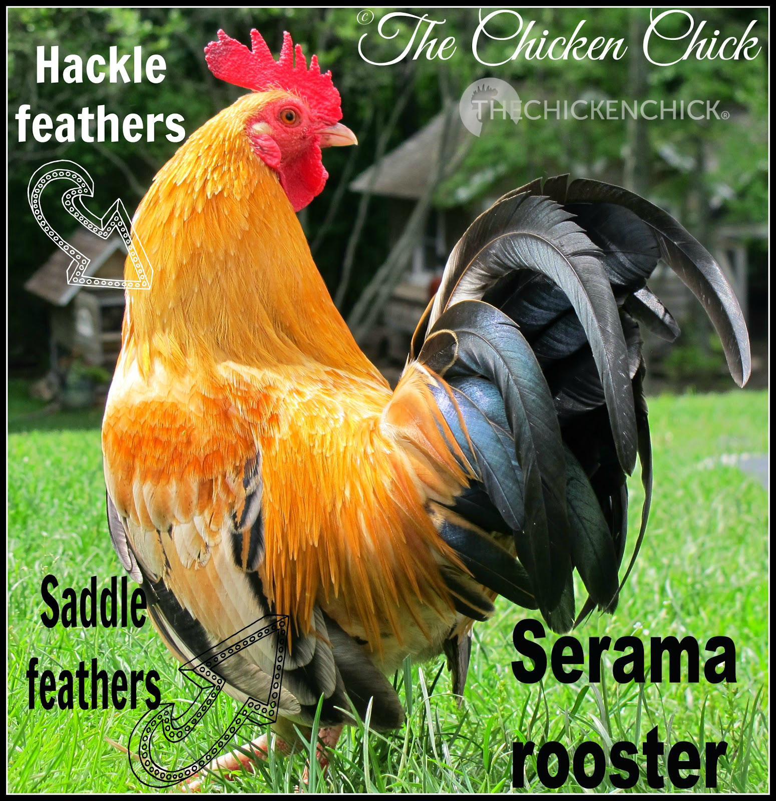 Sex Rooster 105