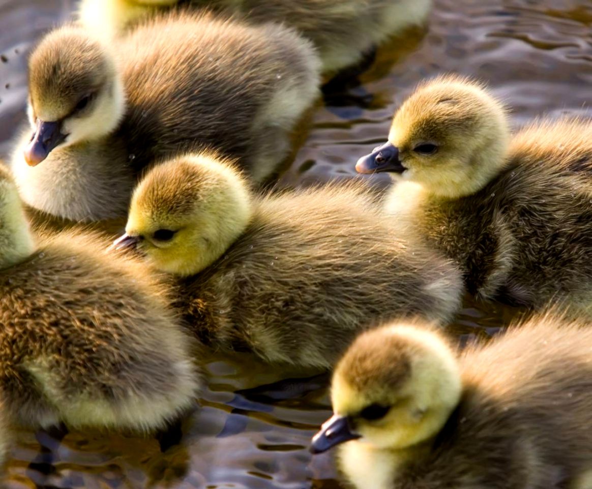 nature animals birds duck baby animals wallpaper and background nature animals birds duck baby animals wallpaper and background