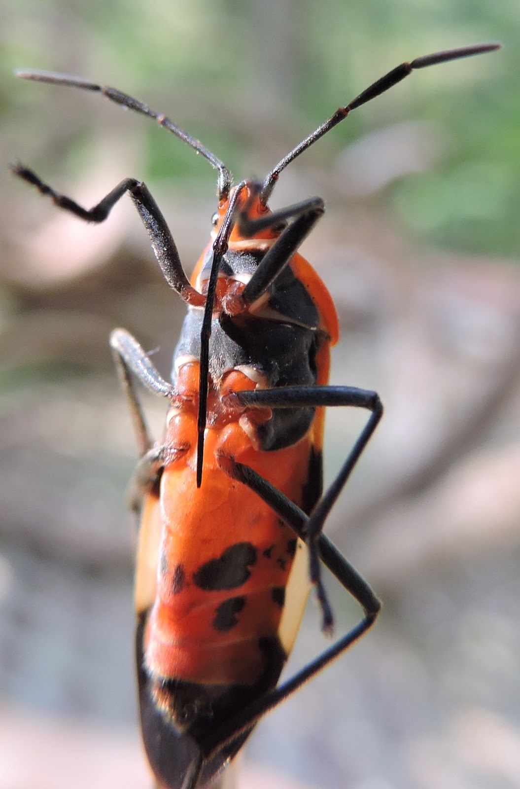Springfield Plateau Milkweed Bugs