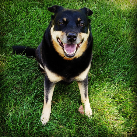image of Zelda the Black and Tan Mutt sitting in the grass, grinning