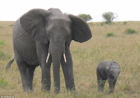 elefante e filhote