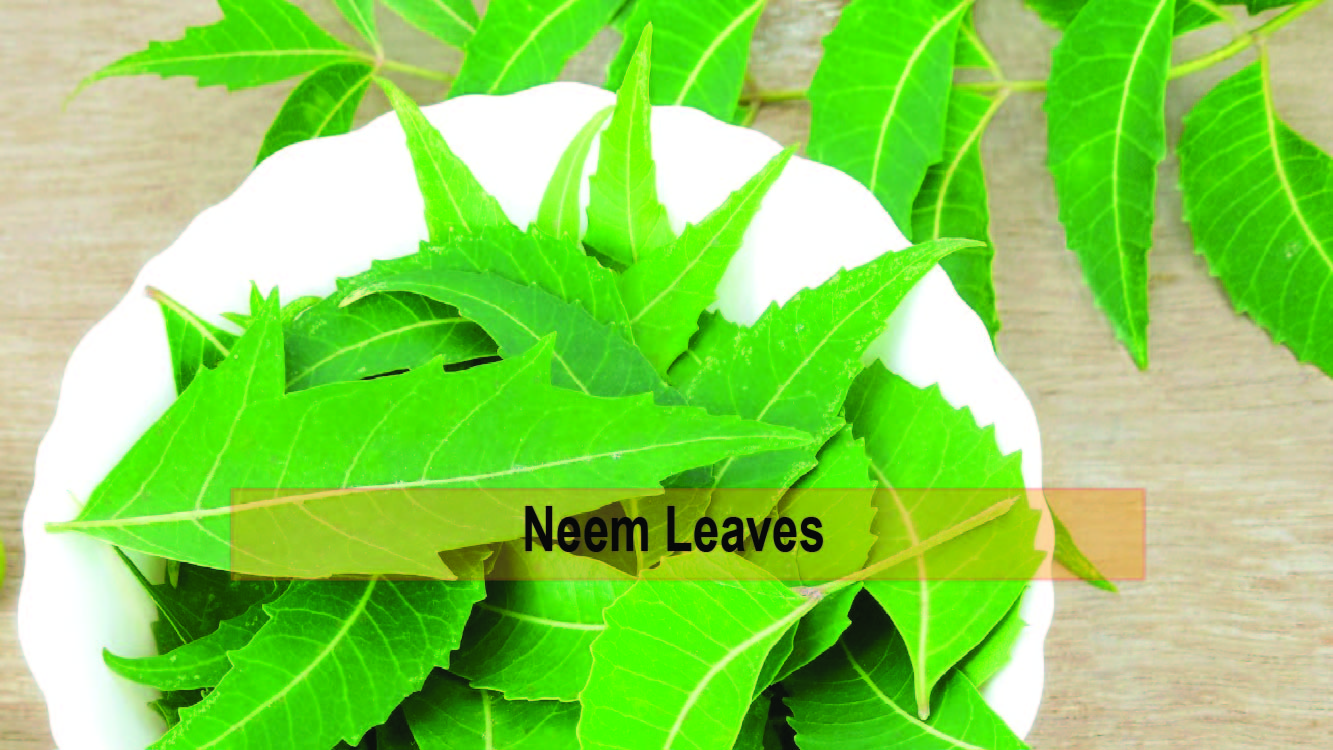 Neem Leaves Benefits Weight Loss Blog Dandk