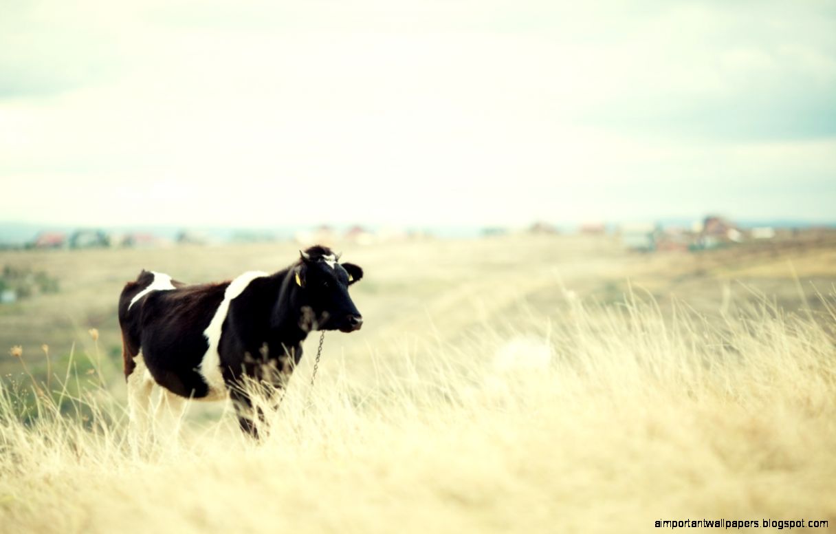 Cattle Desktop Wallpaper 1