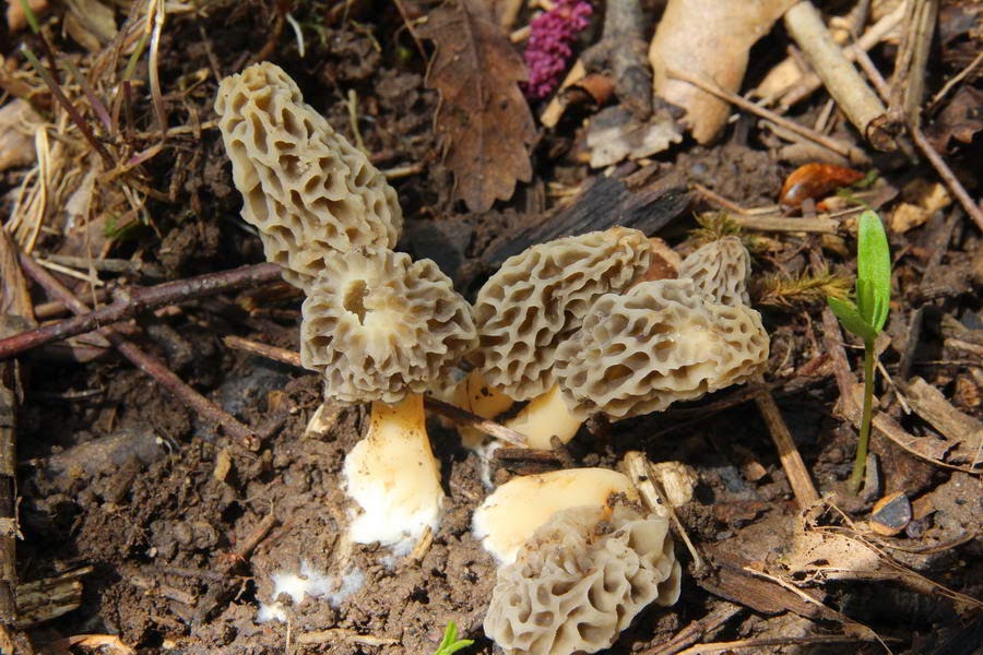 El mundo microscópico de los hongos