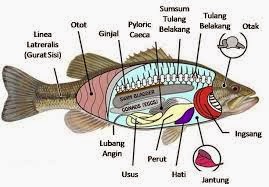  CIRI CIRI  UMUM  HEWAN  KELAS PISCES IKAN HEWAN  