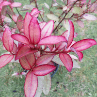 Candidosi fitoterapia