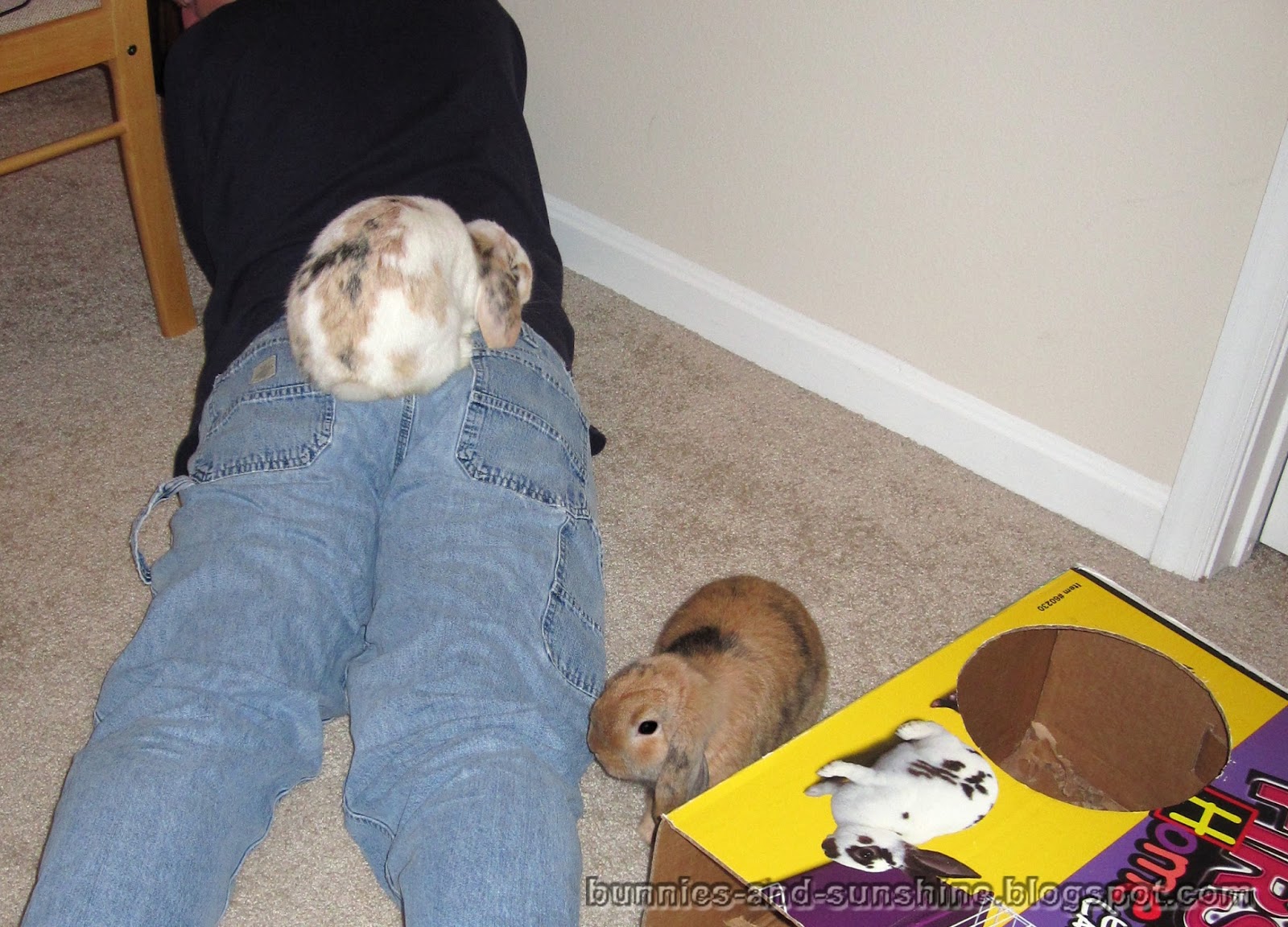 Bunnies and Sunshine Bunny on your back.