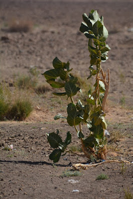 Calotropis procera Calotropis procera