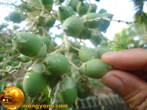 Pengobatan Dan Khasiat Herbal Manfaat Buah Palem Putri
