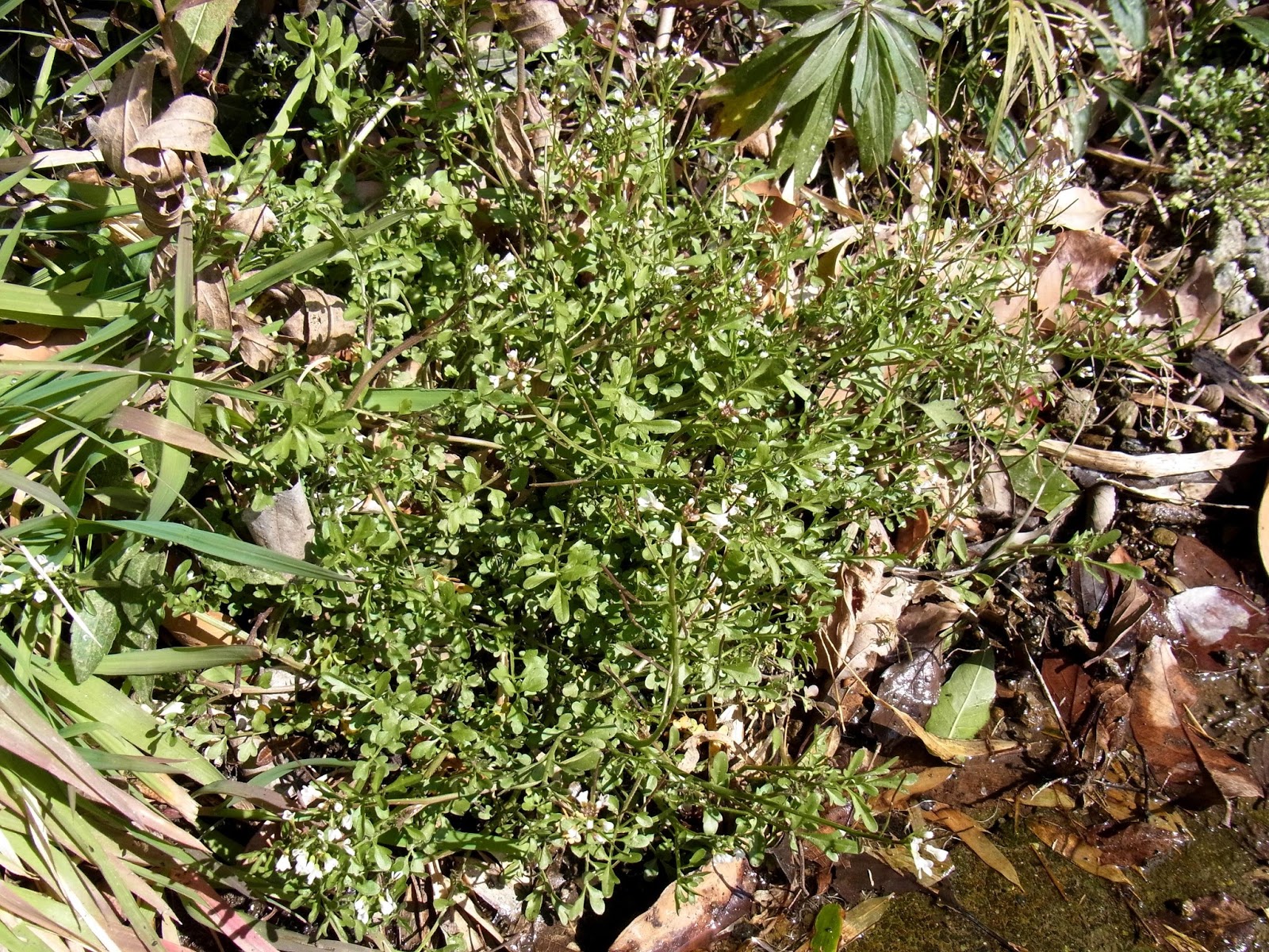 新・植物歳時記 ~Nature and plants in Kanagawa~