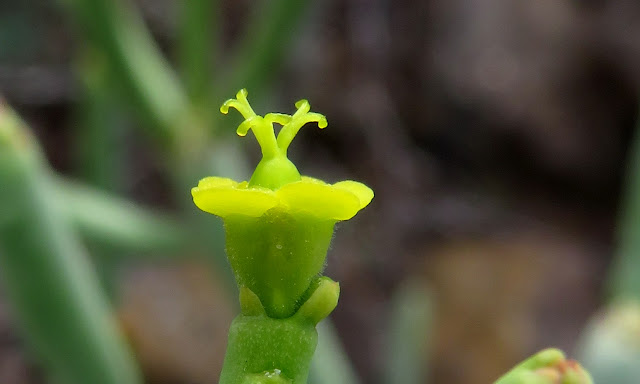 Euphorbia aphylla - Tabaiba parida 05