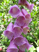 and other pink flowers,. including the most marvellous peonies, some in bud