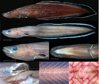 http://sciencythoughts.blogspot.co.uk/2012/01/living-fossil-eel-discovered-in-palau.html