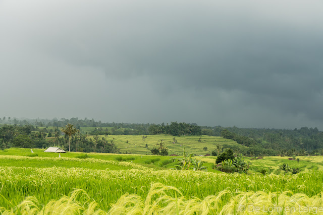 Rizières de Jatiluwih - Bali