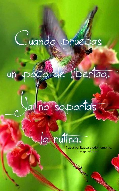 Resultado de imagen para vivir para volar frases