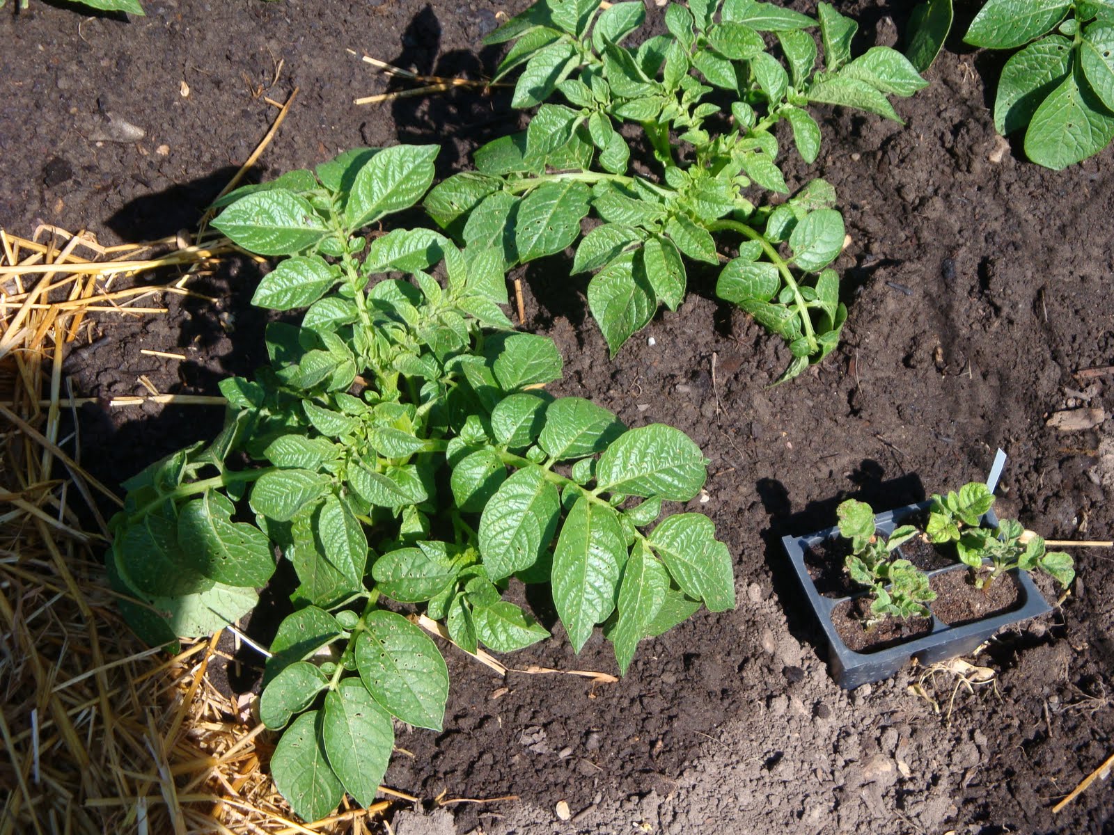 The Garden for Eatin'for Practical Vegetable Gardening Potato Plants