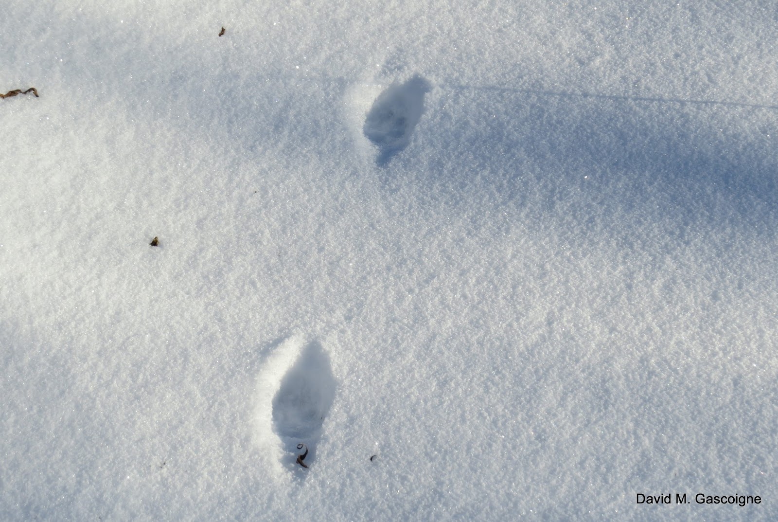 Rodent Rodent Tracks In Snow