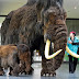 Mammoths might have survived except for bad 'mineral diet'