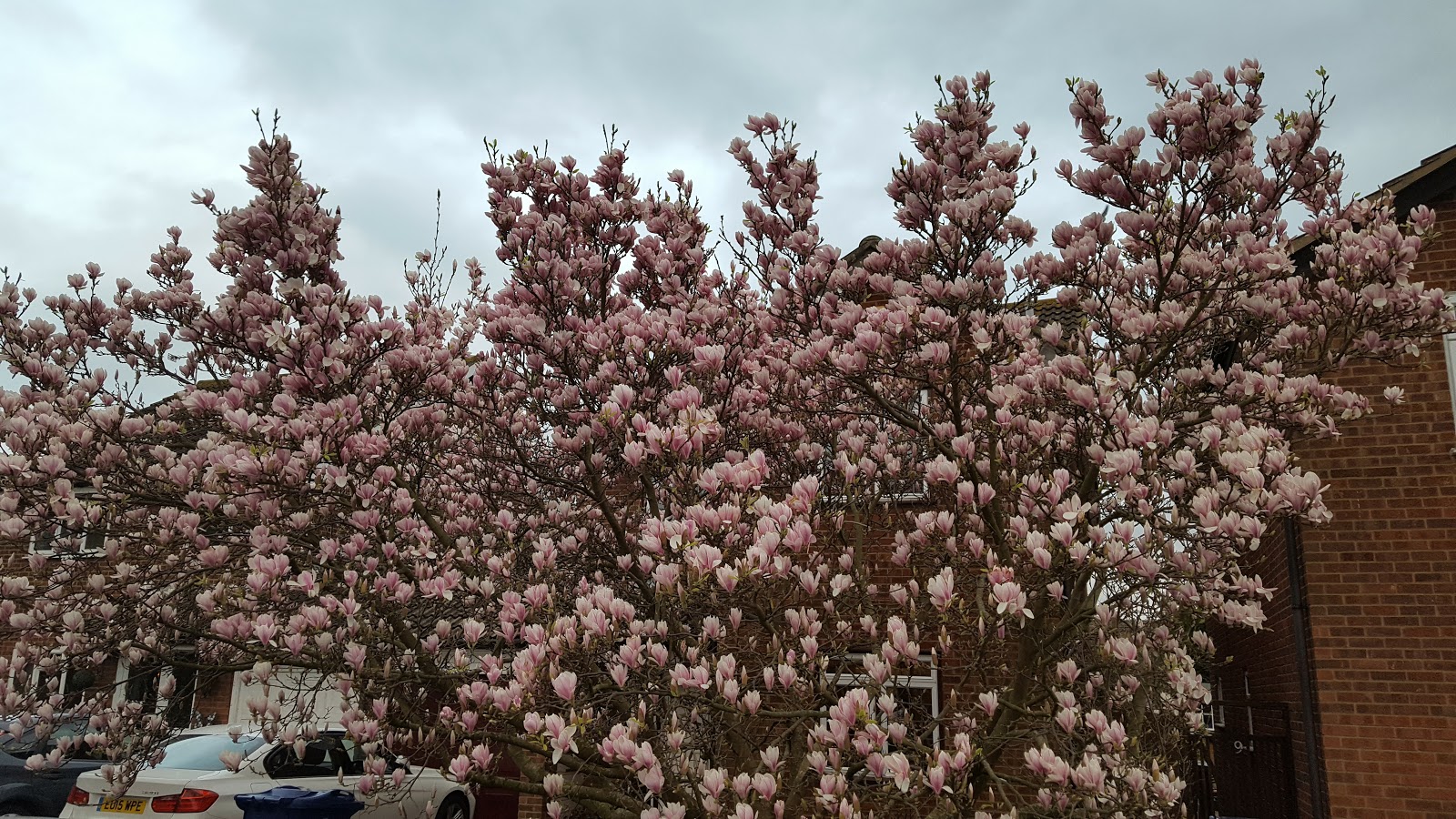 MAGNOLIA X soulangeana The Garden of Eaden