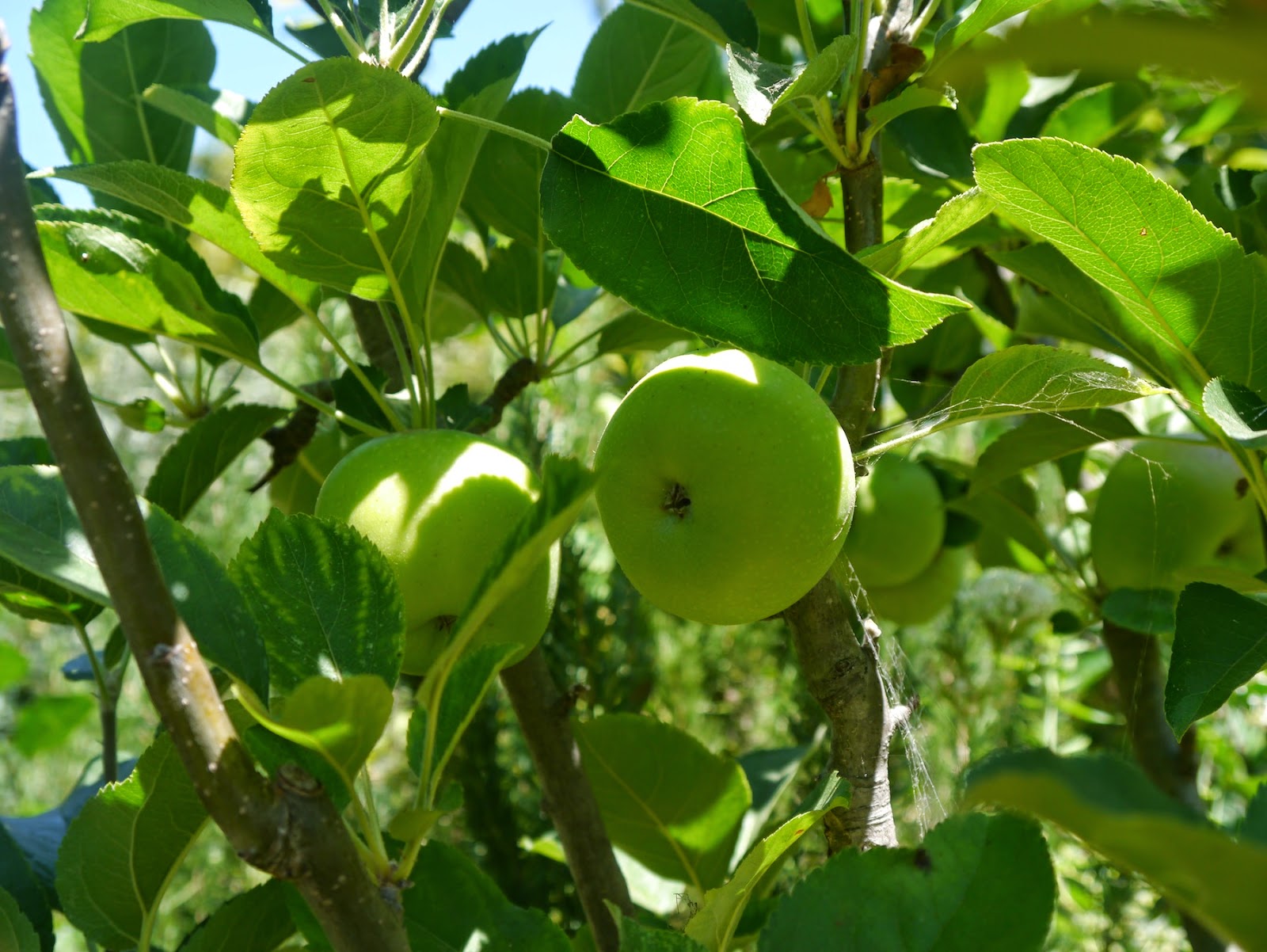 The Gleewoman's Notes: Walk With Me Past the Fennel Tree