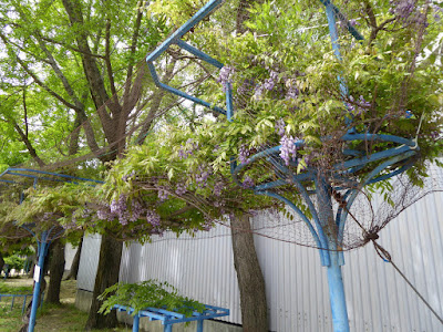 下福島公園の藤の花　のだふじ