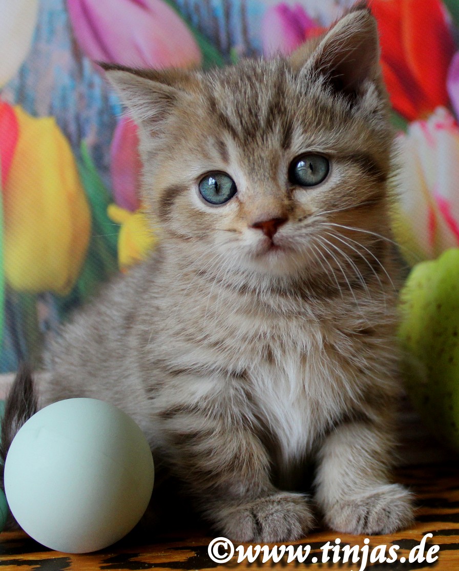 Britisch Kurzhaar Kitten chocolate golden tabby 2017 BKH Katzenkind nieldich