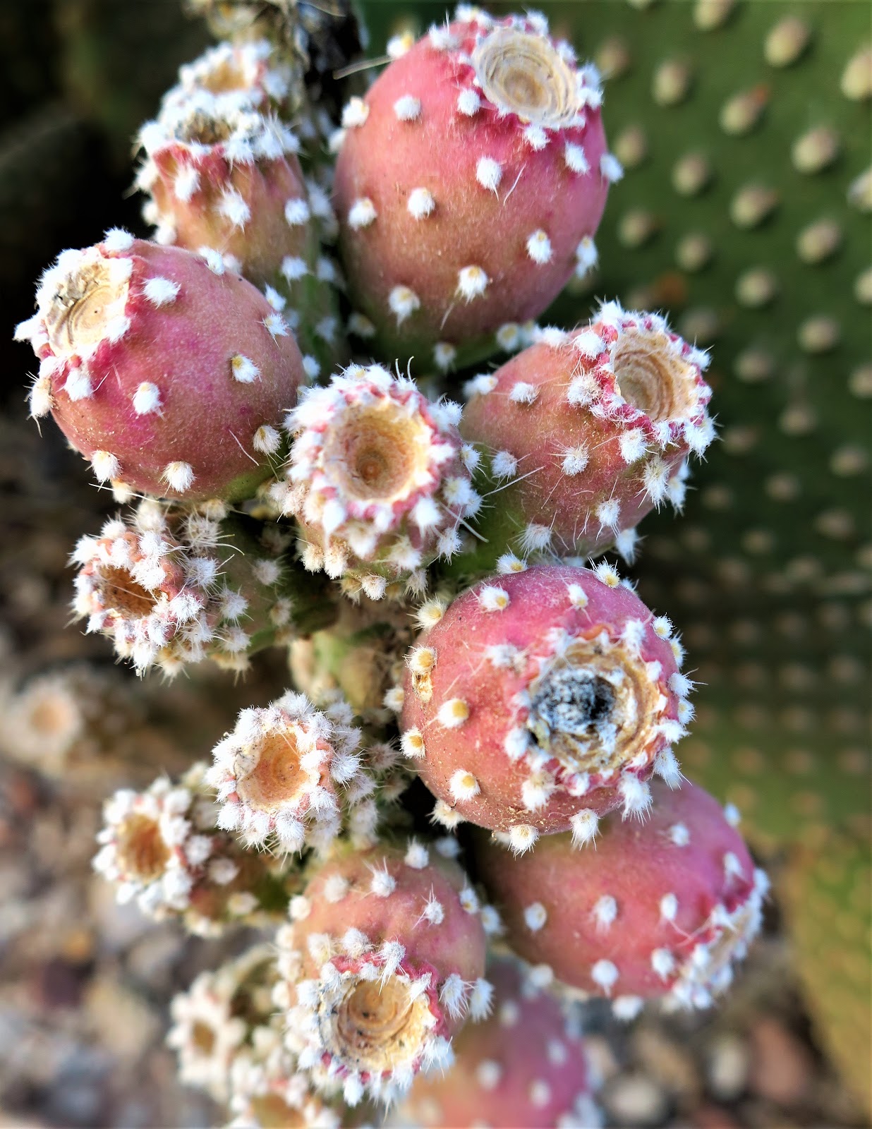 Living Rootless Van Horn, Texas On the Way to Big Bend National Park