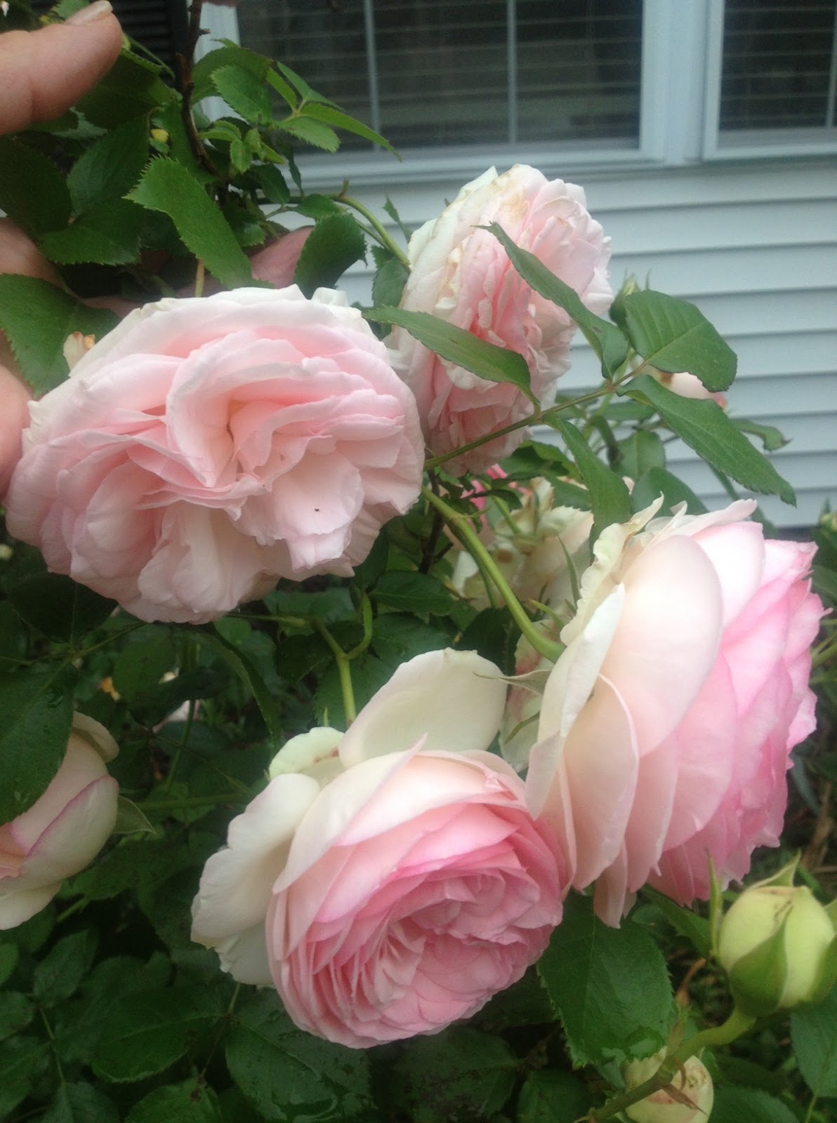 Cindy's fractured fairy tale: Time to Stop and Smell the Roses...