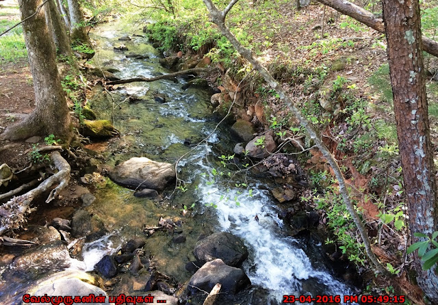 Amicalola Creek - Creek Trail