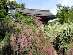 鎌倉海蔵寺のハギ