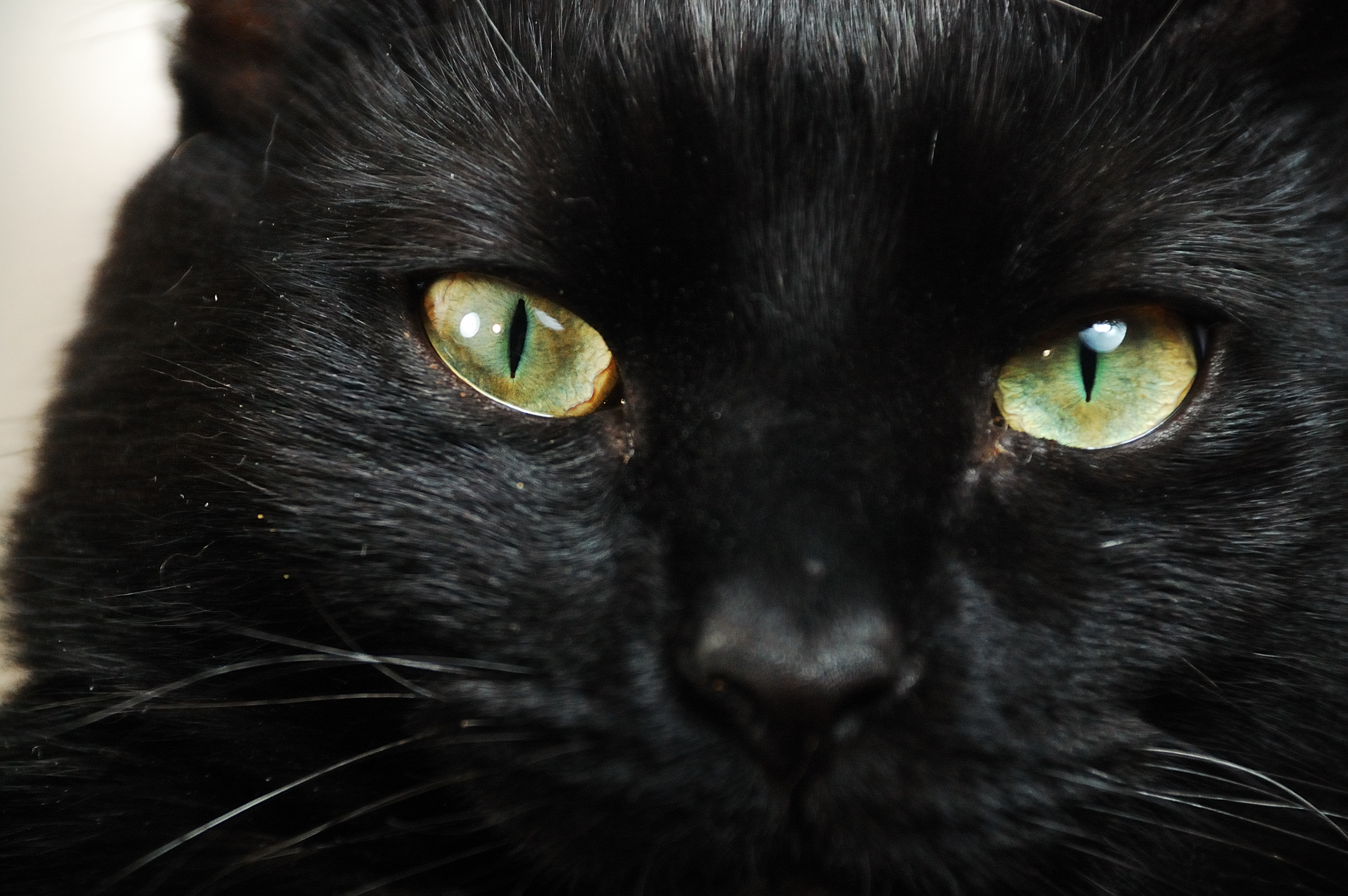 Порода черной кошки с желтыми глазами. Бомбейская черная кошка. Черная Бомбейская кошка с зелеными глазами. Порода черных кошек с желтыми глазами Бомбейская. Черный пушистый кот с желтыми глазами.