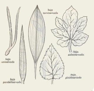 LAS PLANTAS: LAS PLANTAS