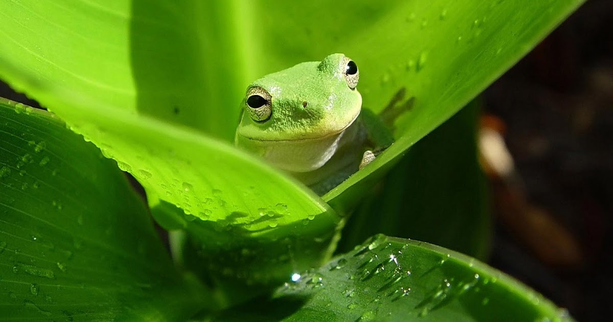 Funny australian green tree frog |Funny Animal