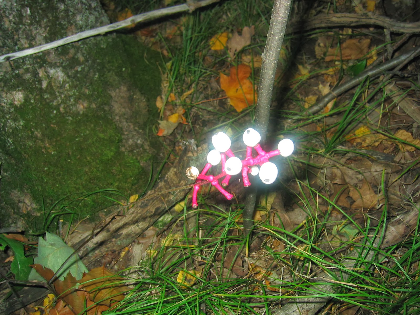 Duluth Minnesota Mushroom Hunting