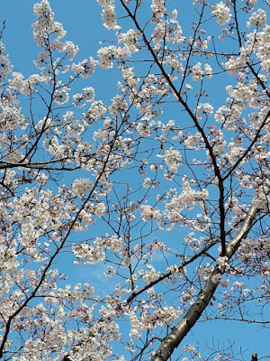 White sakura flowers at Yoyogi Park 