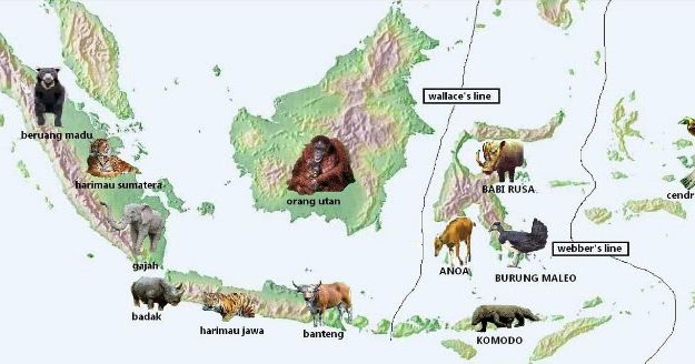 Berikan contoh  fauna  khas yang terdapat di kawasan 