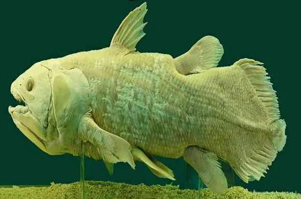 coelacanth-سمكة-الكهوف-الشوكية