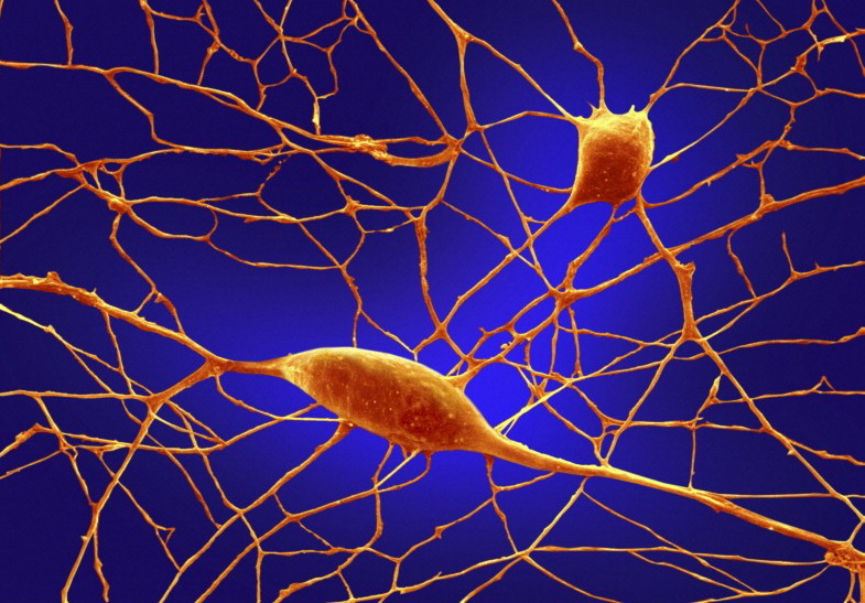 Fit And Healthy Lifestyle Stem Cells Treat Diabetes