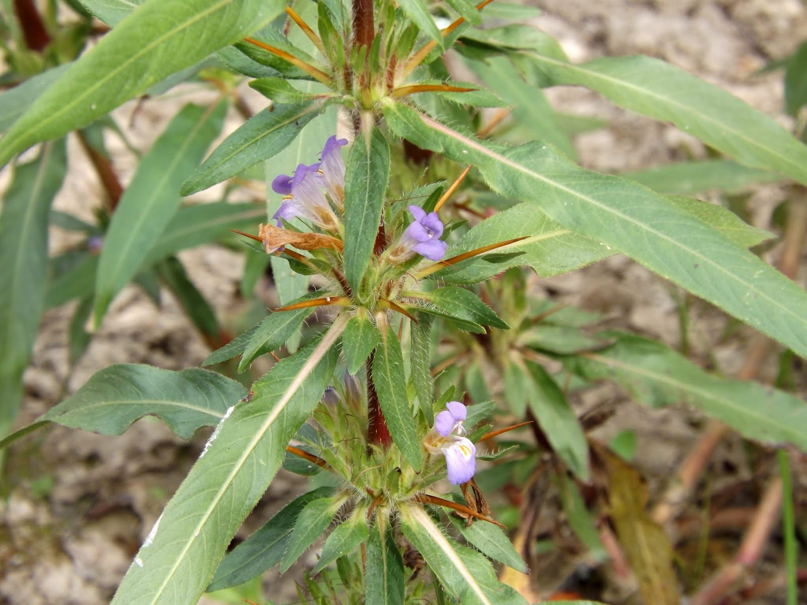 Kulekhara or Talmakhna, Hygrophila auriculata