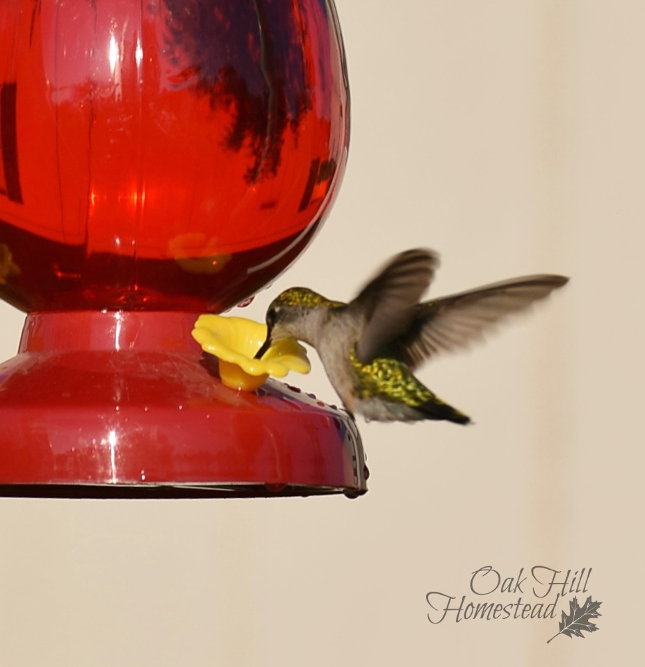 How to Attract Hummingbirds to Your Yard Oak Hill Homestead